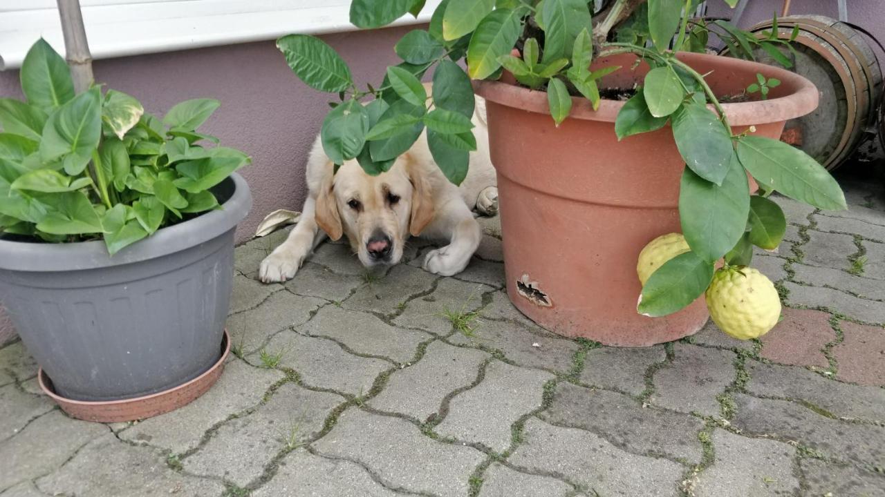 Novákporta vendégház Lakhegy Exterior foto